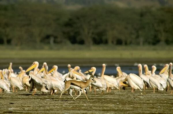 Thomson's Gazelle - Male running with flock of Pelicans in background - Lake Nakuru - Kenya - Africa JFL00556