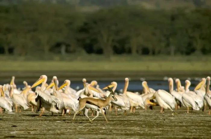 Framed Print : Thomson's Gazelle - Male running with flock of Pelicans in background - Lake Nakuru - Kenya - Africa JFL00556 Framed Print : Thomson's Gazelle - Male running with flock of Pelicans in background - Lake Nakuru - Kenya - Africa JFL00556