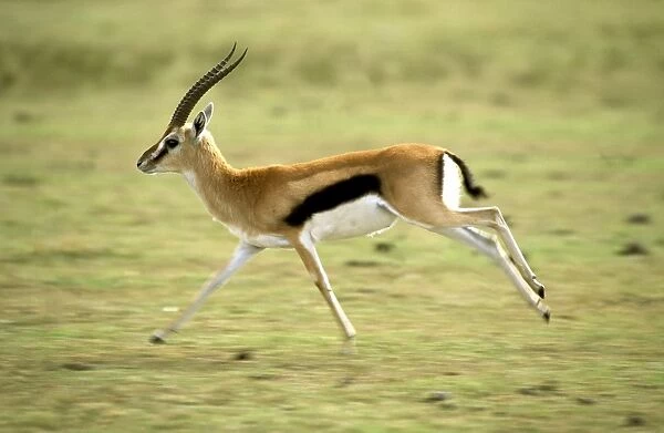 Thomson's Gazelle - Male running - Maasai Mara National Reserve - Kenya - Africa JFL00558