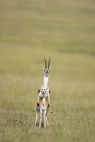Thomson's Gazelle - mating - Masai Mara Triangle - Kenya