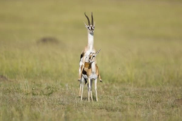 Thomson's Gazelle - mating - Masai Mara Triangle - Kenya