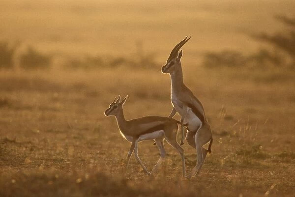 Thomson's Gazelle - mating at sunrise, Masai Mara National Reserve, Kenya JFL05963
