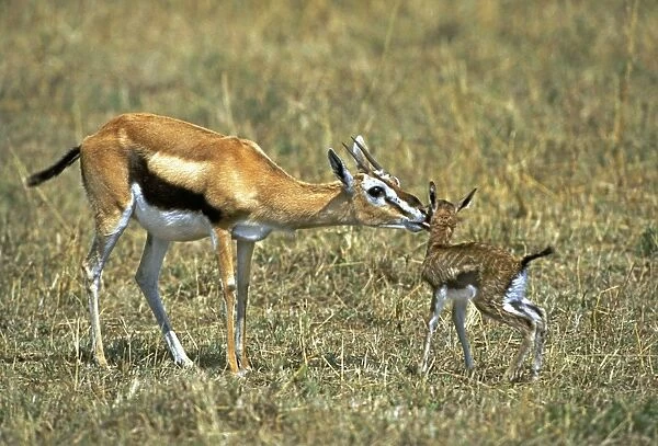 Thomson's Gazelle - mother and young baby. Masai mara National Park - Kenya - Africa