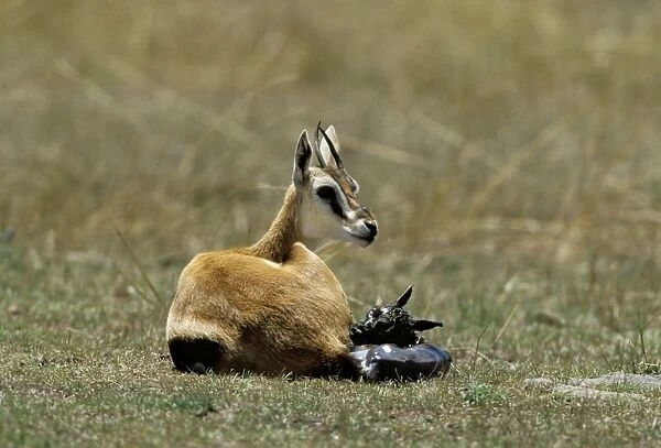 Thomson's Gazelle - mother and young baby. Masai Mara National Park - Kenya - Africa