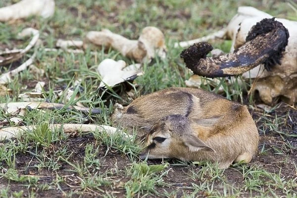 Thomson's Gazelle - newborn fawn stashed in bones by mother - Masai Mara - Kenya