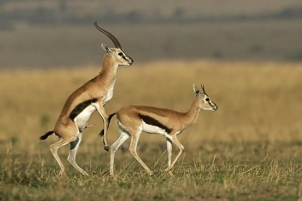Thomson's Gazelle - pair about to mate. Maasai Mara National Park - Kenya - Africa