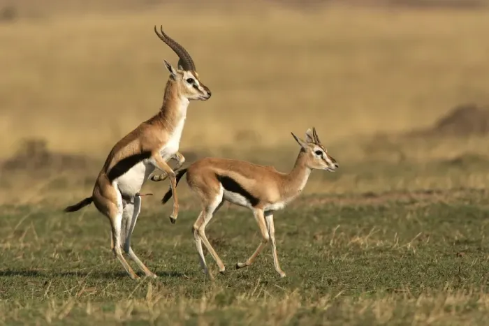 Thomson's Gazelle Pair Print - Maasai Mara National Park, Kenya