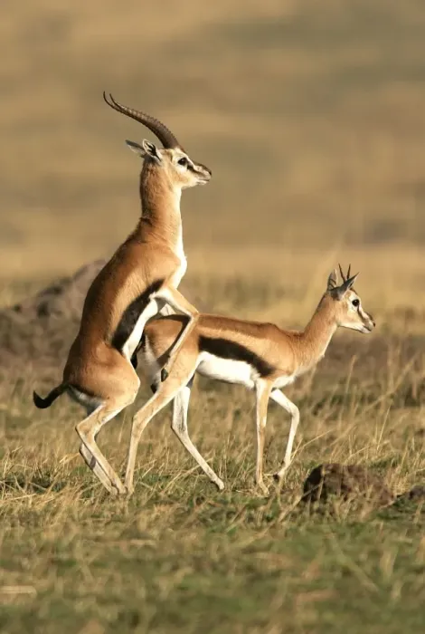 Framed Print : Thomson's Gazelle - pair mating. Maasai Mara National Park - Kenya - Africa Framed Print : Thomson's Gazelle - pair mating. Maasai Mara National Park - Kenya - Africa