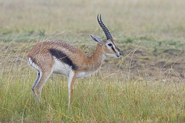 Thomson's Gazelle - in the rain - Masai Mara Triangle - Kenya