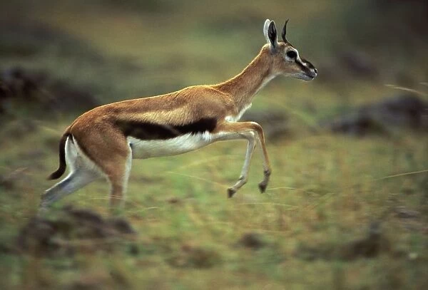 Thomson's Gazelle - running. Masai Mara National Park - Kenya - Africa