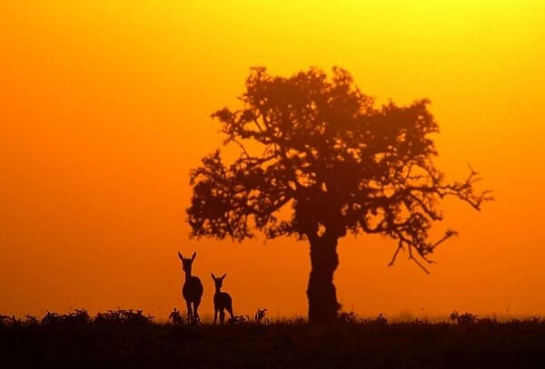 Thomson's Gazelle - Silhouette against orange sky Maasai Mara, Kenya, Africa