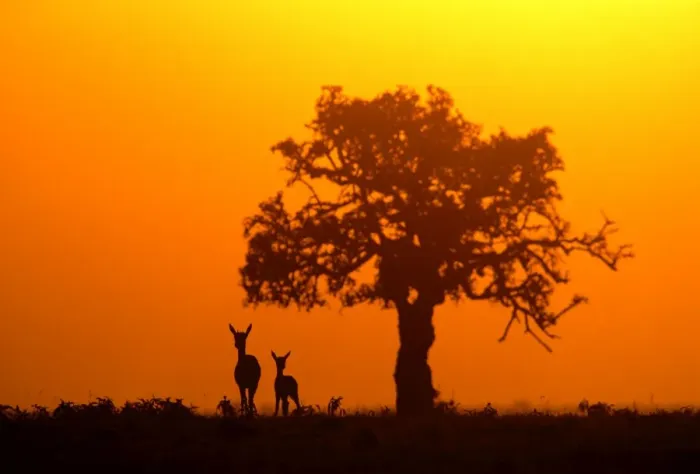 Framed Print : Thomson's Gazelle - Silhouette against orange sky Maasai Mara, Kenya, Africa Framed Print : Thomson's Gazelle - Silhouette against orange sky Maasai Mara, Kenya, Africa