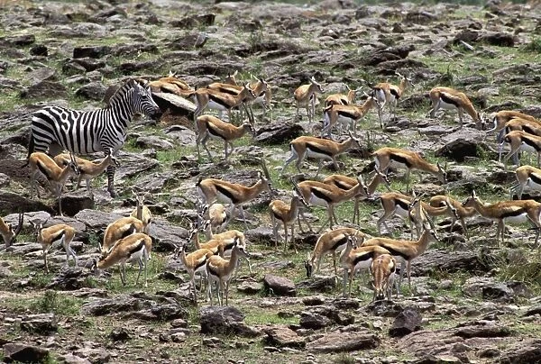 Thomson's Gazelle & Zebra - Maasai Mara - Kenya - Africa
