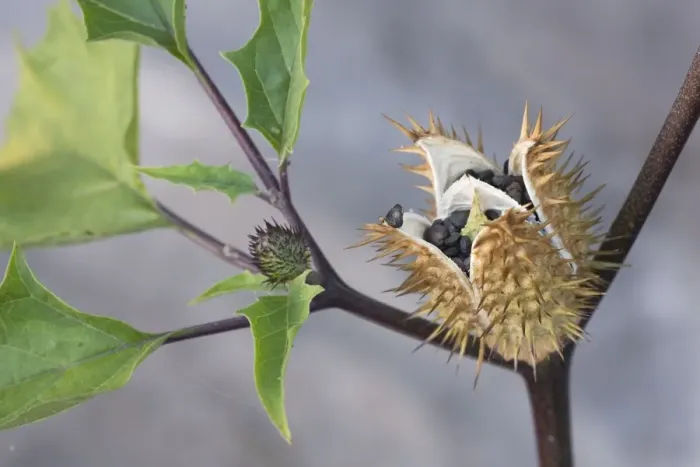 Framed Print : Thorn Apple of Jimson Weed of Datura