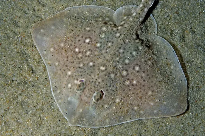 Framed Print : Thornback Ray buried in sand on the sea bed. North Sea and Mediterranean Framed Print : Thornback Ray buried in sand on the sea bed. North Sea and Mediterranean