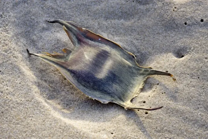 Framed Print : Thornback Ray - ray eggcase on the beach - Belgium Framed Print : Thornback Ray - ray eggcase on the beach - Belgium