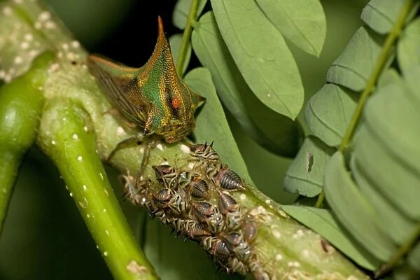 Thornbugs - Costa Rica - family membracidae