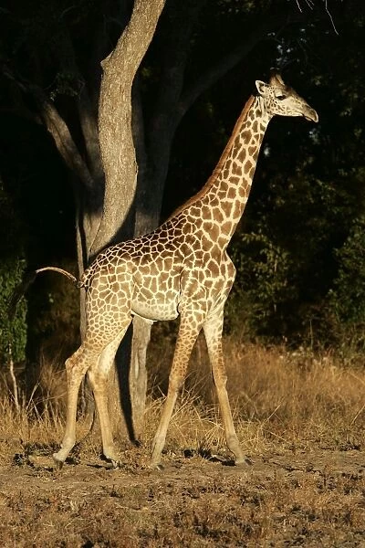 Thornicroft's Giraffe. South Luangwa Valley National Park - Zambia - Africa. Endemic subspecies of South Luangwa Valley National Park, is geographically isolated from any other giraffe species