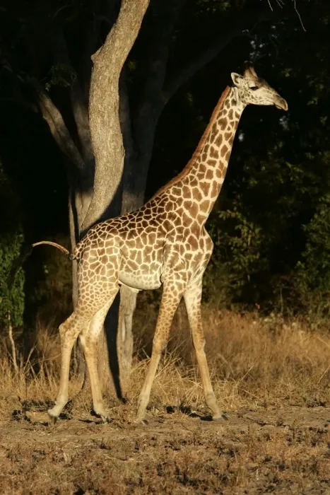 Framed Print : Thornicroft's Giraffe. South Luangwa Valley National Park - Zambia - Africa. Endemic subspecies of South Luangwa Valley National Park, is geographically isolated from any other giraffe species Framed Print : Thornicroft's Giraffe. South Luangwa Valley National Park - Zambia - Africa. Endemic subspecies of South Luangwa Valley National Park, is geographically isolated from any other giraffe species