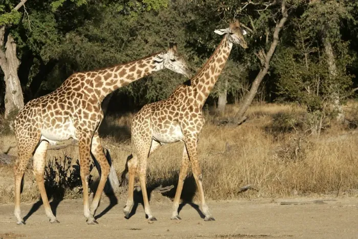 Framed Print : Thornicroft's Giraffe - two. South Luangwa Valley National Park - Zambia - Africa. Endemic subspecies of South Luangwa Valley National Park is geographically isolated from any other giraffe species