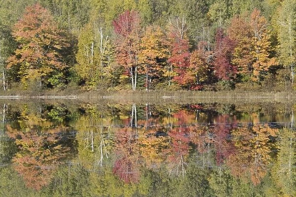 Thornton Lake with Autumn Colours of Maples Reflected Upper Penninsular Michigan, USA LA004501