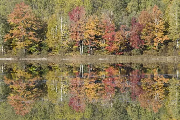 Framed Print : Thornton Lake with Autumn Colours of Maples Reflected Upper Penninsular Michigan, USA LA004501 Framed Print : Thornton Lake with Autumn Colours of Maples Reflected Upper Penninsular Michigan, USA LA004501