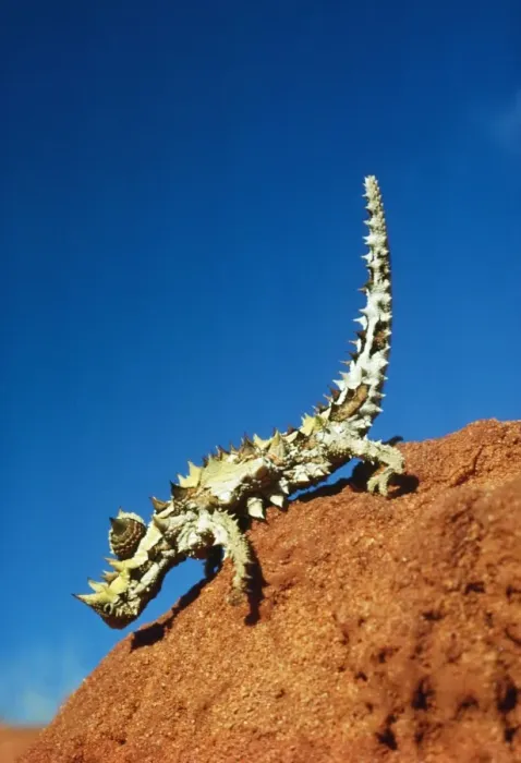 Framed Print : Thorny Devil Australia Framed Print : Thorny Devil Australia