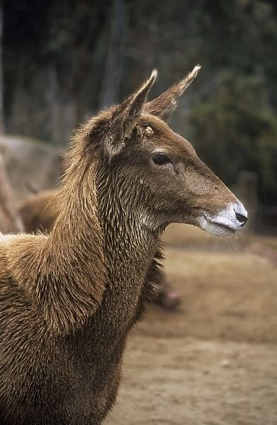 Thorold's  /  White-lipped Deer - female, showing heavy neck mane 