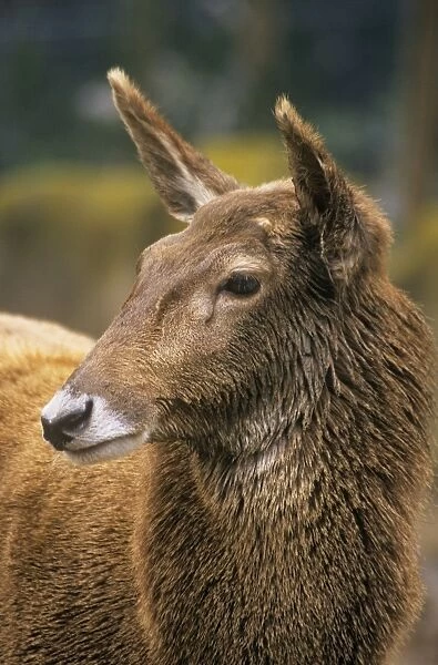 Thorold's  /  White-lipped Deer - female Tibet & China