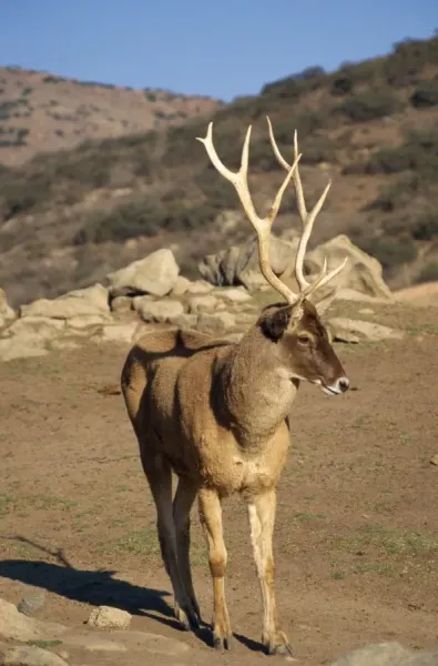 Thorold's / White-lipped Deer Print - Cervus albirostris. Art