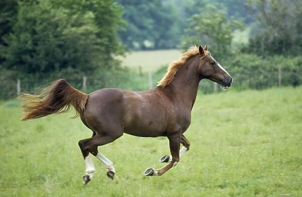 Thoroughbred Cross Arab Horse