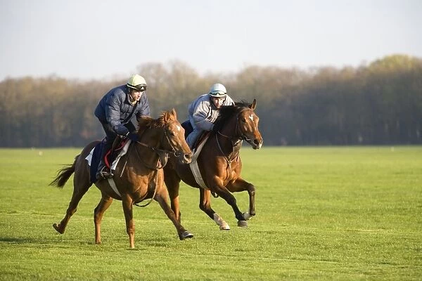 Thoroughbred racehorses being trained at speed by riders