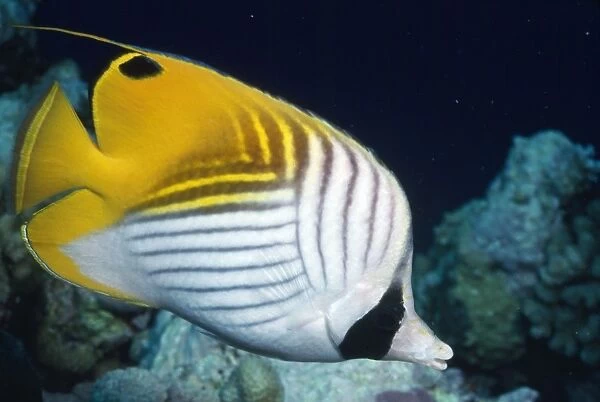 Threadfin Butterfly Fish Indo Pacific