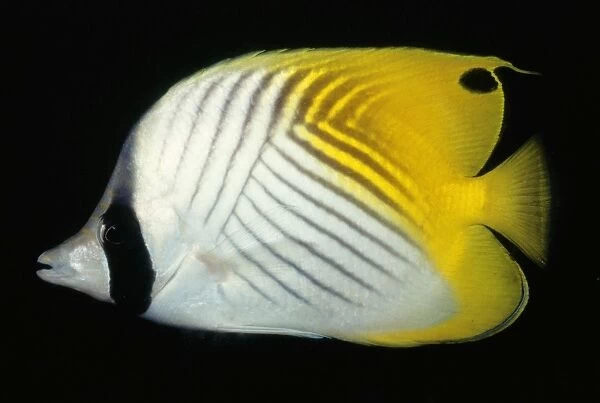Threadfin Butterflyfish - Tropical Indo pacific