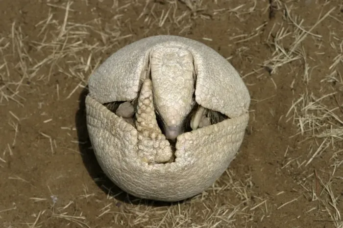 Framed Print : Three-Banded Armadillo FG 12428 Beginning to unfold from curled-up protective position Range: Argentina, Paraguay, parts of Brazil Tolypeutes matacus © Francois Gohier / ardea. com Framed Print : Three-Banded Armadillo FG 12428 Beginning to unfold from curled-up protective position Range: Argentina, Paraguay, parts of Brazil Tolypeutes matacus © Francois Gohier / ardea. com