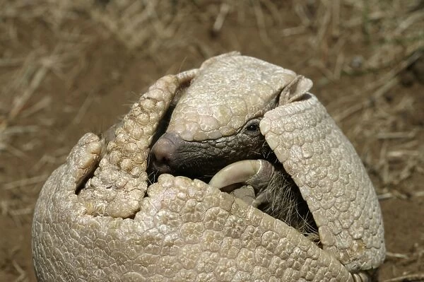 Three-Banded Armadillo FG 12430 Opening up from protective curled up position Range: Argentina, Paraguay, parts of Brazil Tolypeutes matacus © Francois Gohier  /  ardea. com