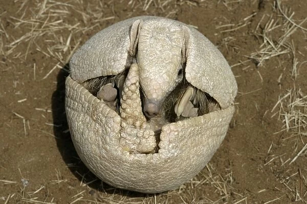 Three-Banded Armadillo FG 12443 Opening up from protective curled up position Range: Argentina, Paraguay, parts of Brazil Tolypeutes matacus © Francois Gohier  /  ardea. com