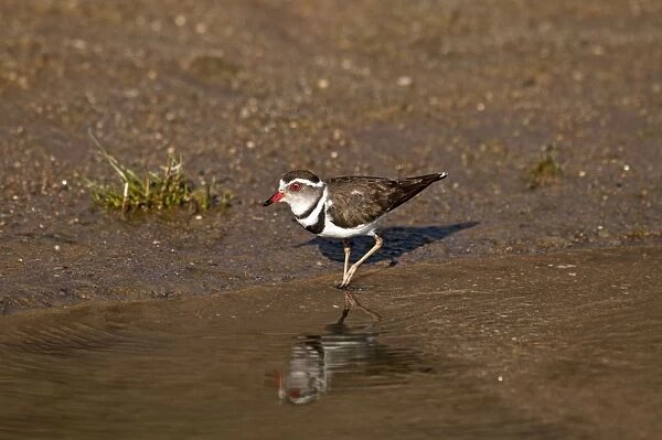 Three-banded Plover - at edge of water - Namibia