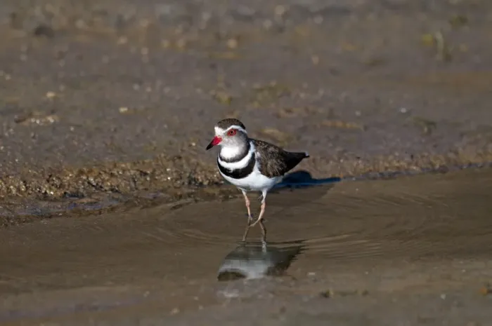 Framed Print : Three-banded Plover - at edge of water - Namibia