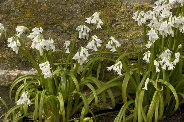 Three-cornered leek, Allium triquetrum. Widely naturalised in SW England