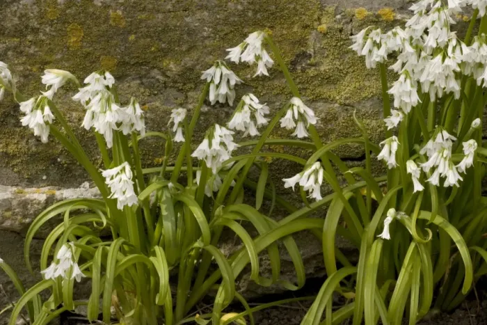 Framed Print : Three-cornered leek, Allium triquetrum. Widely naturalised in SW England Framed Print : Three-cornered leek, Allium triquetrum. Widely naturalised in SW England