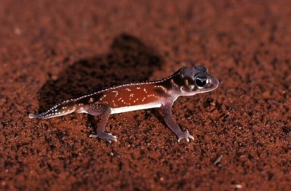 Three-lined knob-tail gecko