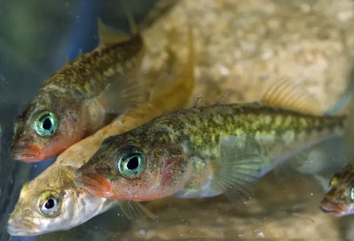 Framed Print : Three-spined Stickleback Fish Framed Print : Three-spined Stickleback Fish