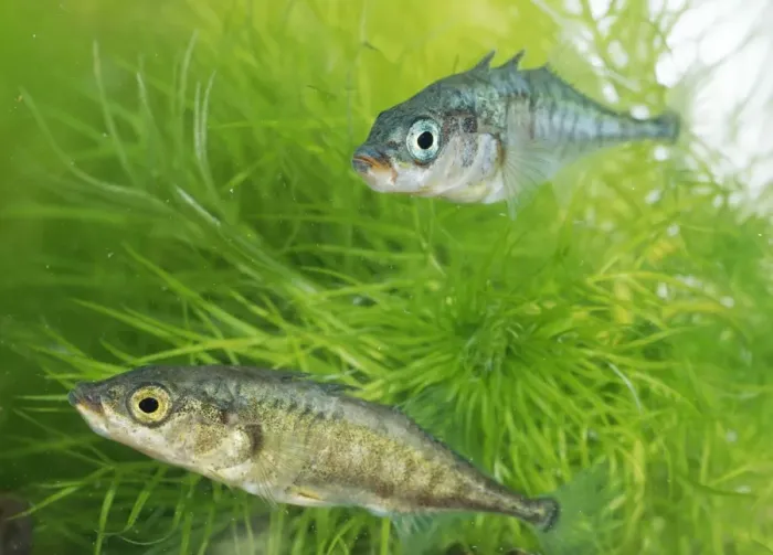 Framed Print : Two Three-spined Sticklebacks Framed Print : Two Three-spined Sticklebacks