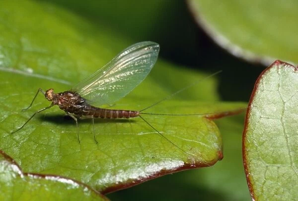 Three-Tailed Mayfly - (Ephemeroptera) - UK