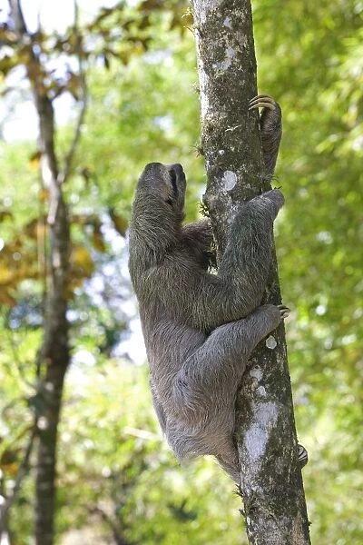 Three-toed Sloth (Bradypus tridactylus)