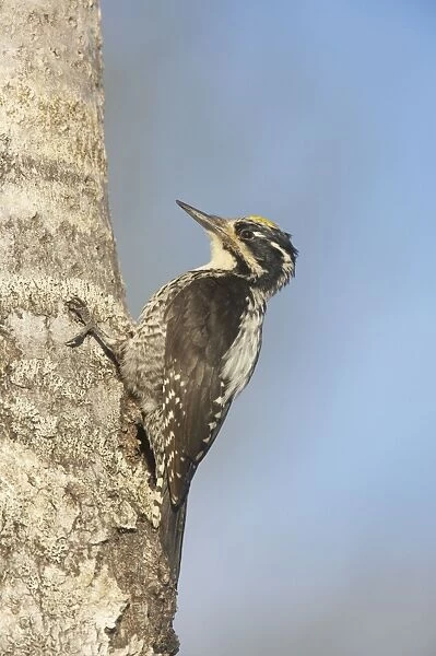 Three-Toed Woodpecker - Male Picoides tridactylus Oulu Region, Finland BI014641