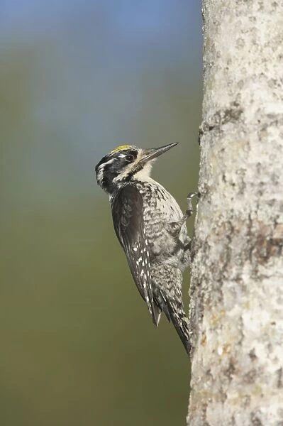 Three-Toed Woodpecker - Male Picoides tridactylus Oulu Region, Finland BI014649