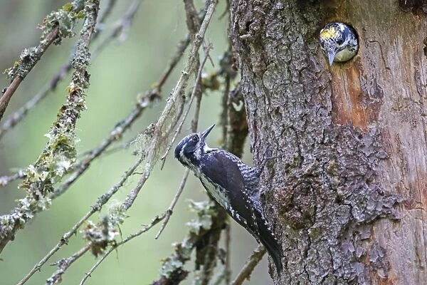 Three-toed Woodpecker pair at nest in old pine tree