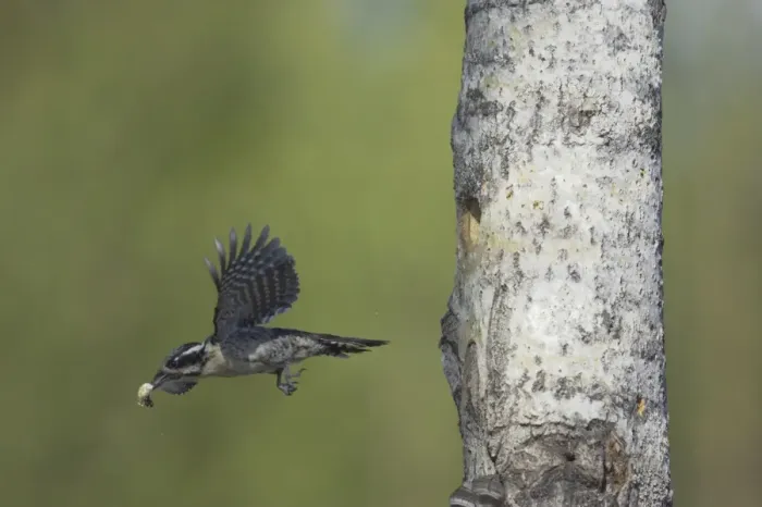 Framed Print : Three-Toed Woodpecker - Removing Excreta from Nest Hole Picoides tridactylus Oulu Region, Finland BI014683 Framed Print : Three-Toed Woodpecker - Removing Excreta from Nest Hole Picoides tridactylus Oulu Region, Finland BI014683